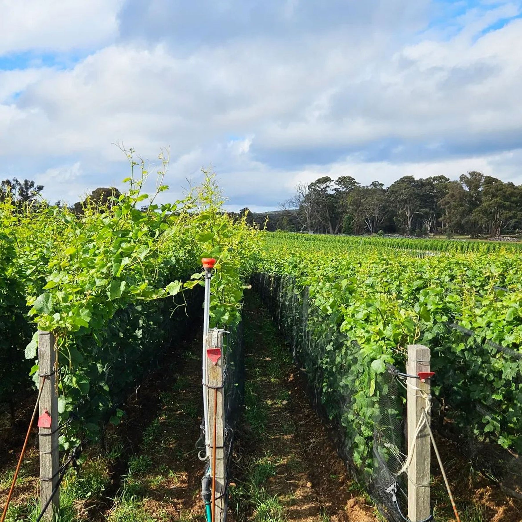 Place of Changing Winds Harcourt Marsanne Roussanne 2022 - Kent Street Cellars