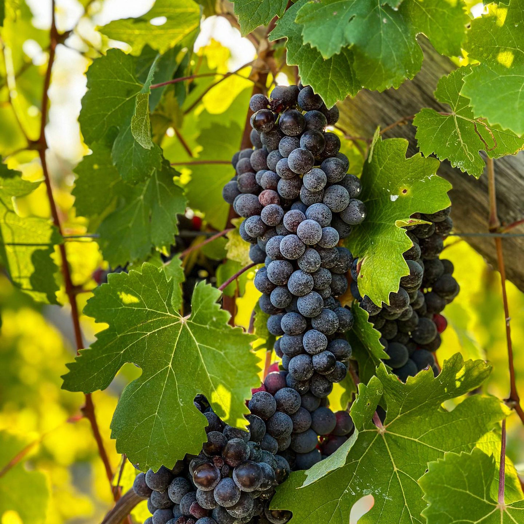 Poderi Luigi Einaudi Dogliano Dolcetto DOCG 2022 - Kent Street Cellars