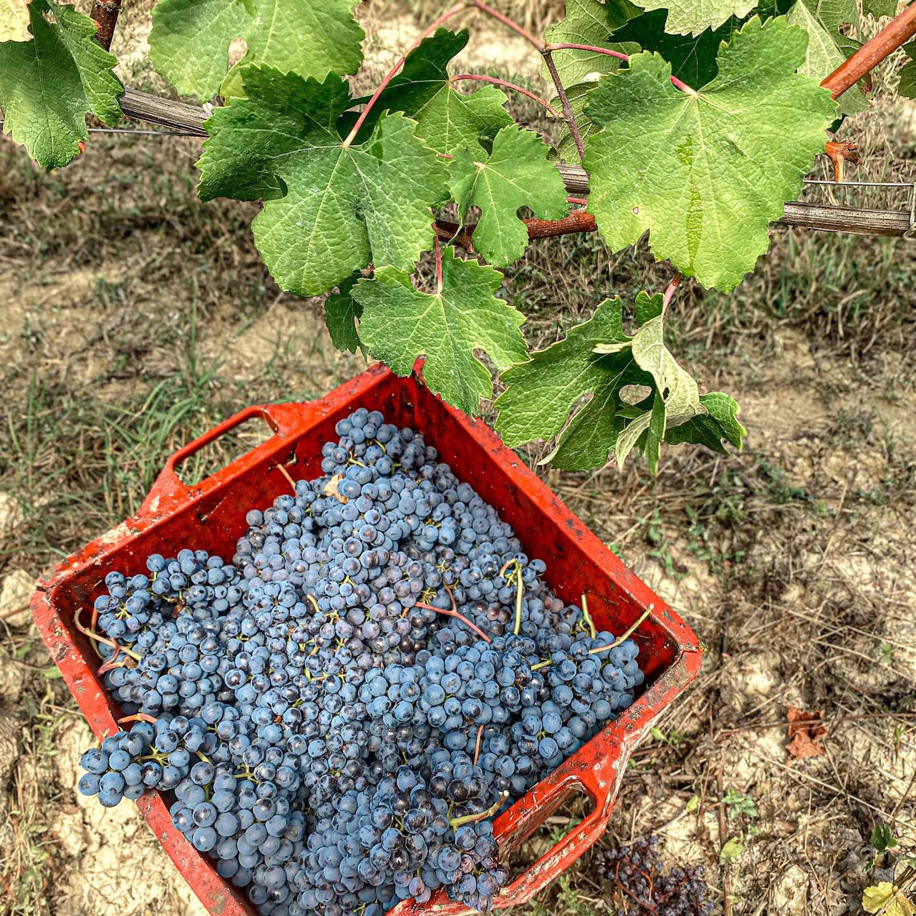 Poderi Luigi Einaudi Dogliano Dolcetto DOCG 2022 - Kent Street Cellars