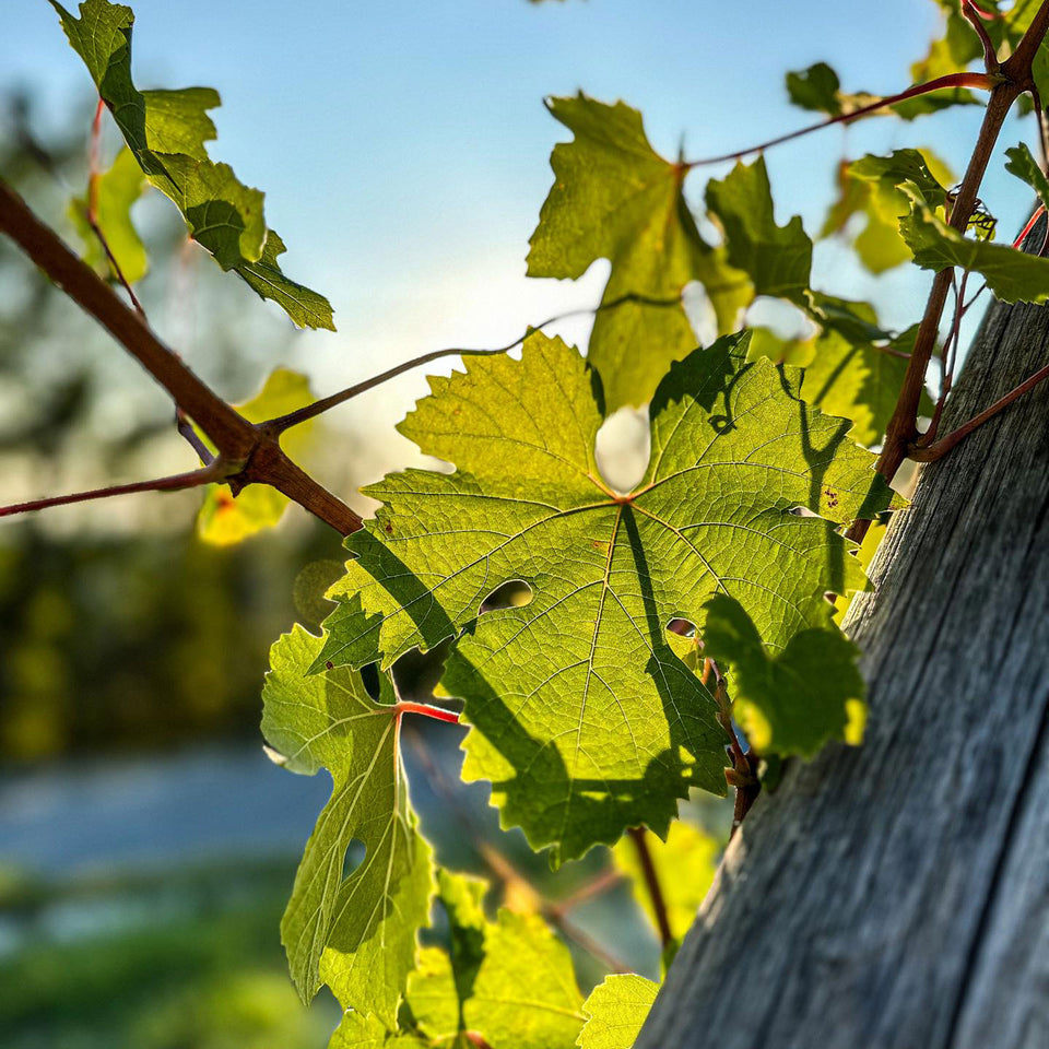 The Vineyard brand story