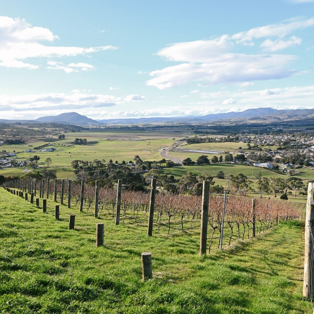 Pooley Pinot Grigio 2024