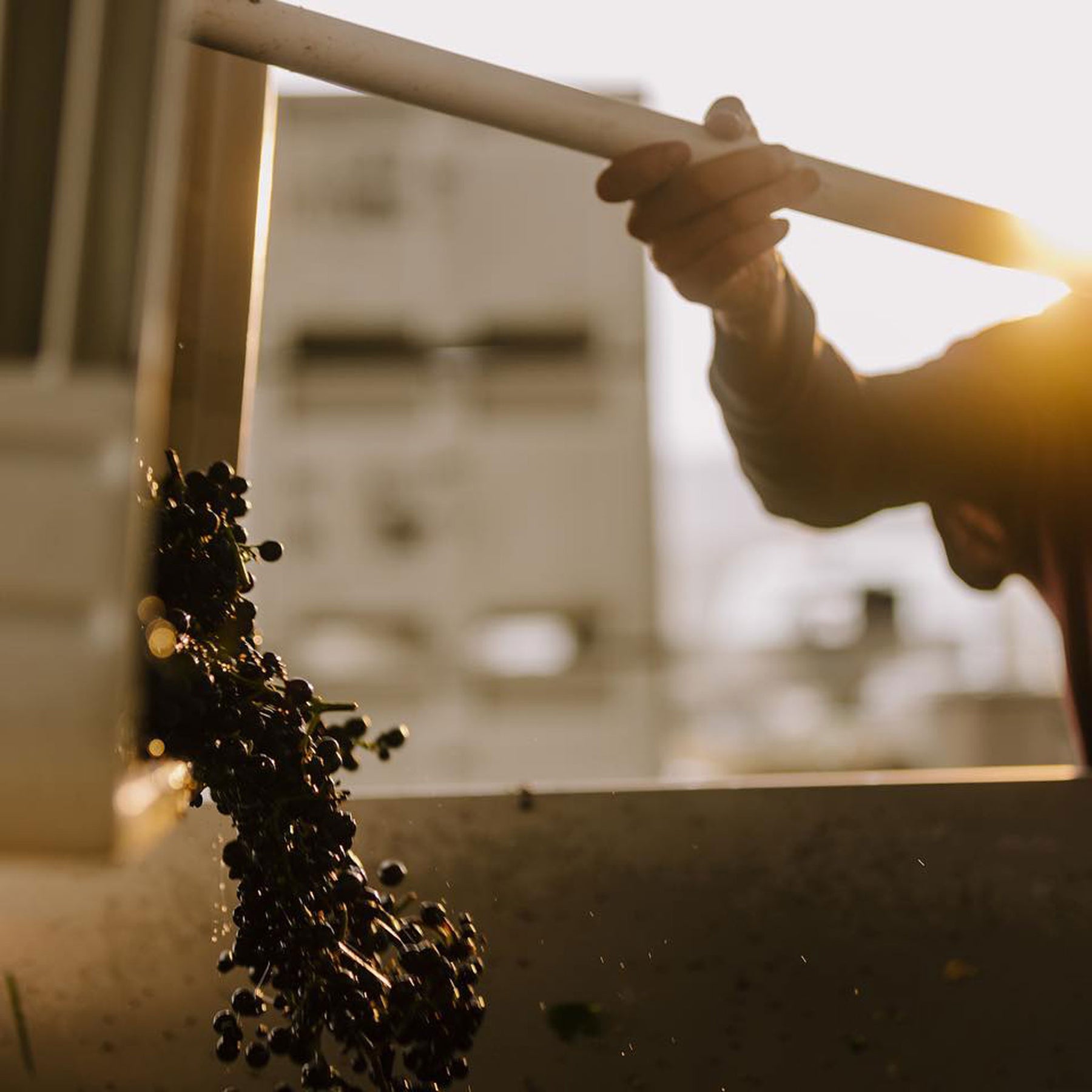Pressing Matters Pinot Noir 2021 - Kent Street Cellars