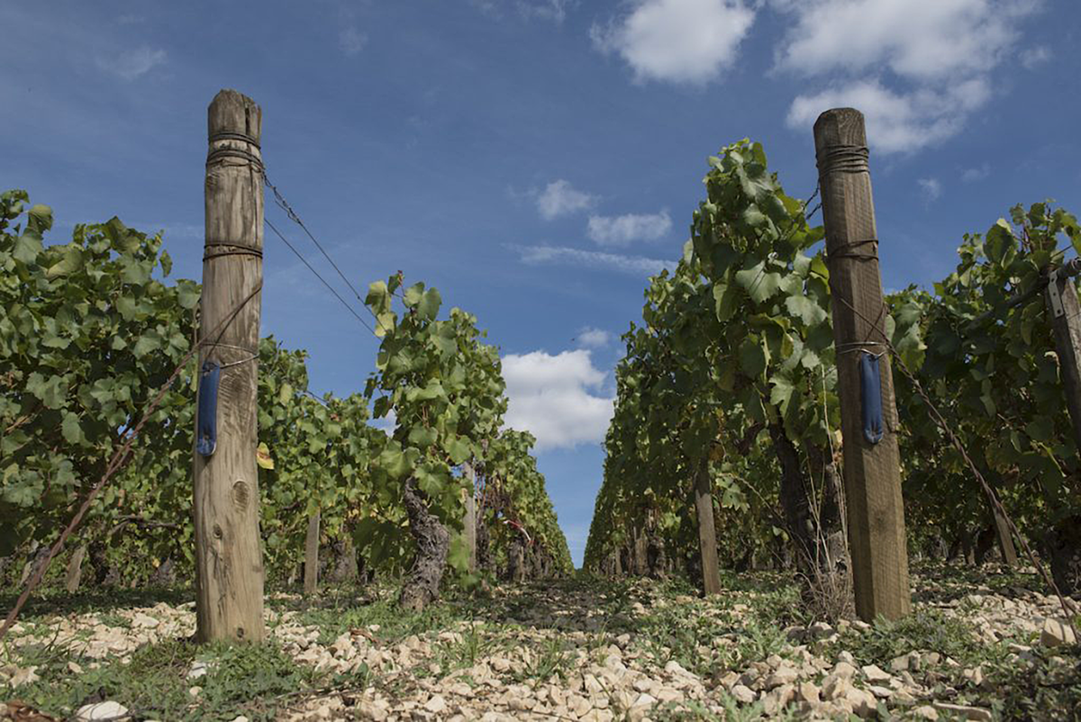 Maison des Hâtes Pierrick Laroche Chablis 1er Cru Beauroy 2018 - kent Street Cellars