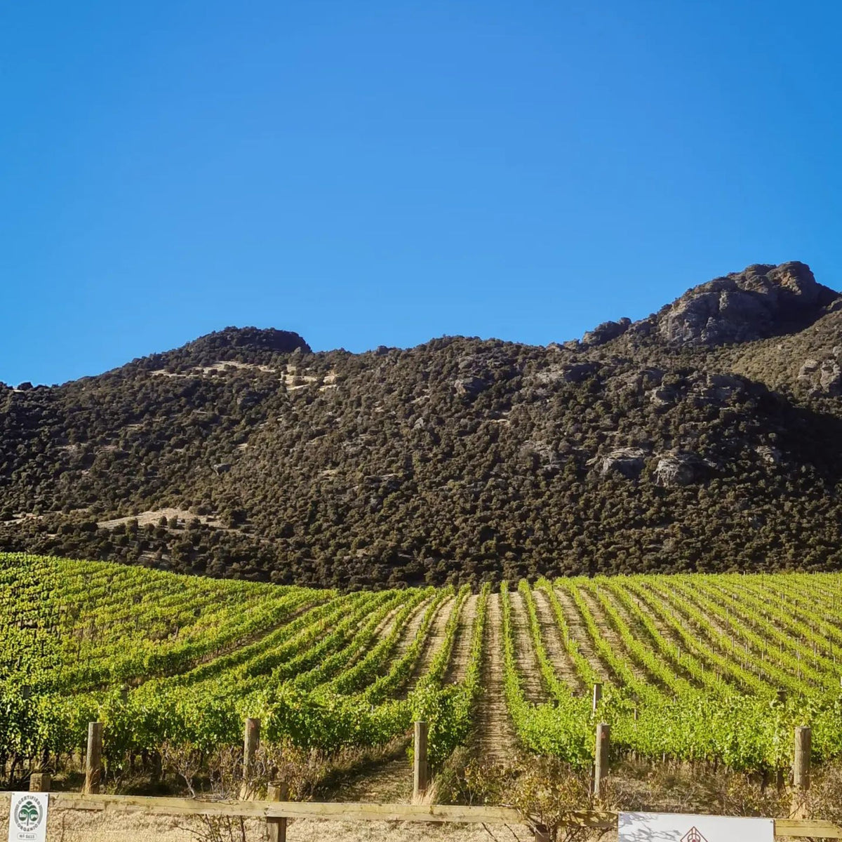 They have three sites Home Vineyard, Rocky Point Vineyard and Kopuwai Delta Vineyard. - Kent Street Cellars