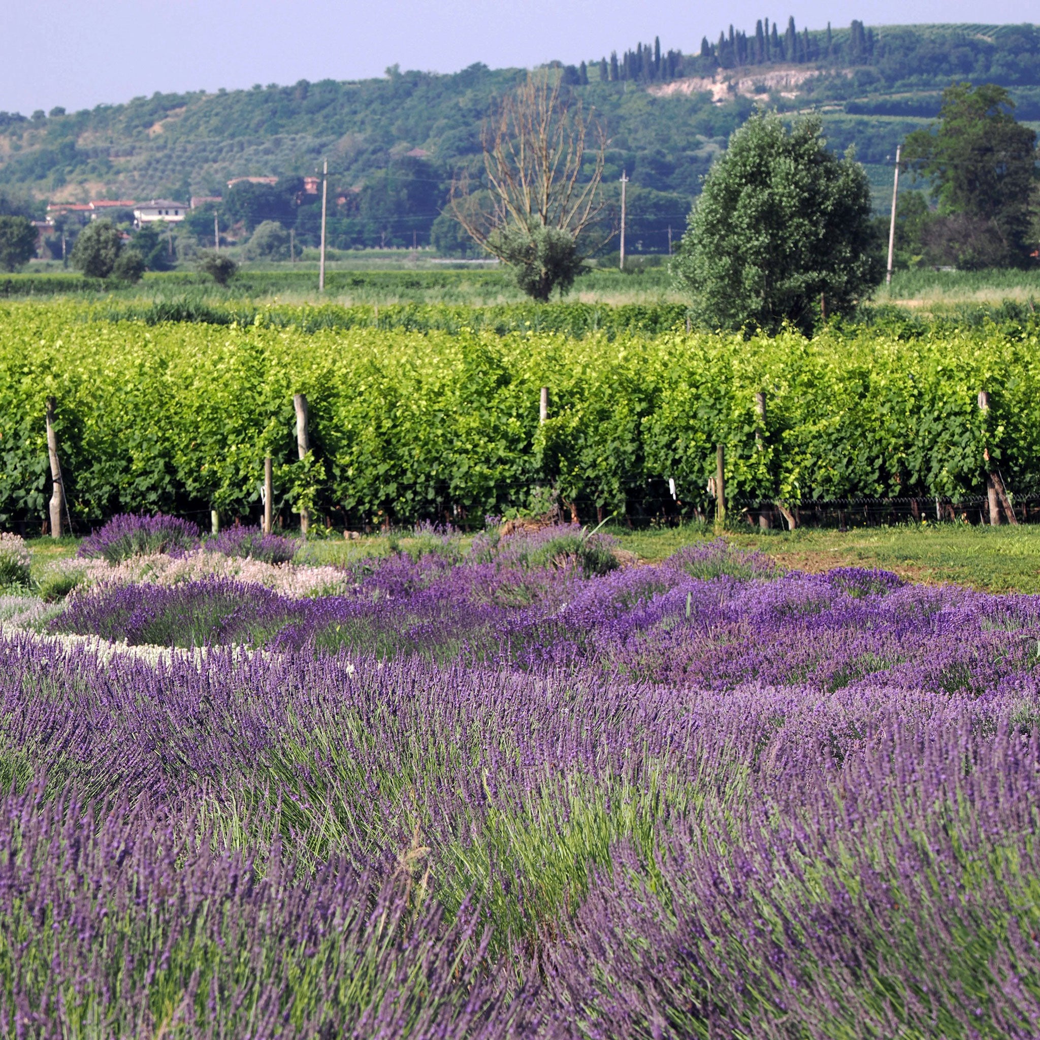 Max IGP Mediterranean Rosé (12 Bottles)