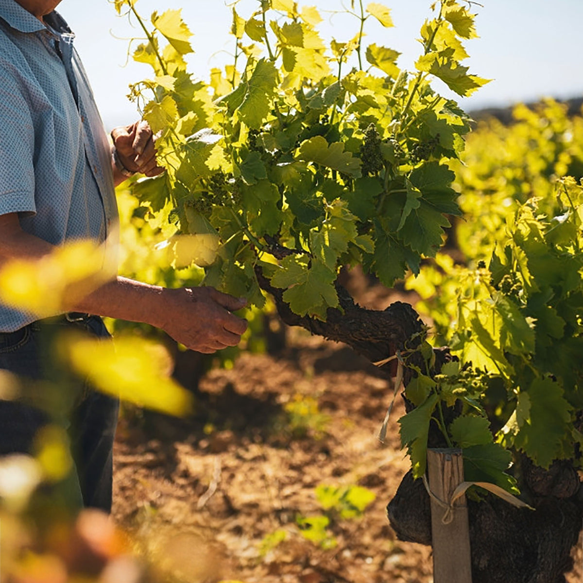 Pierre-Vincent Girardin Meursault Le Limozin 2022