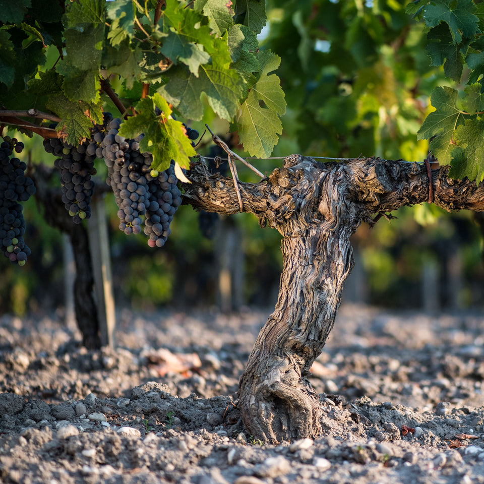 The Vineyard brand story