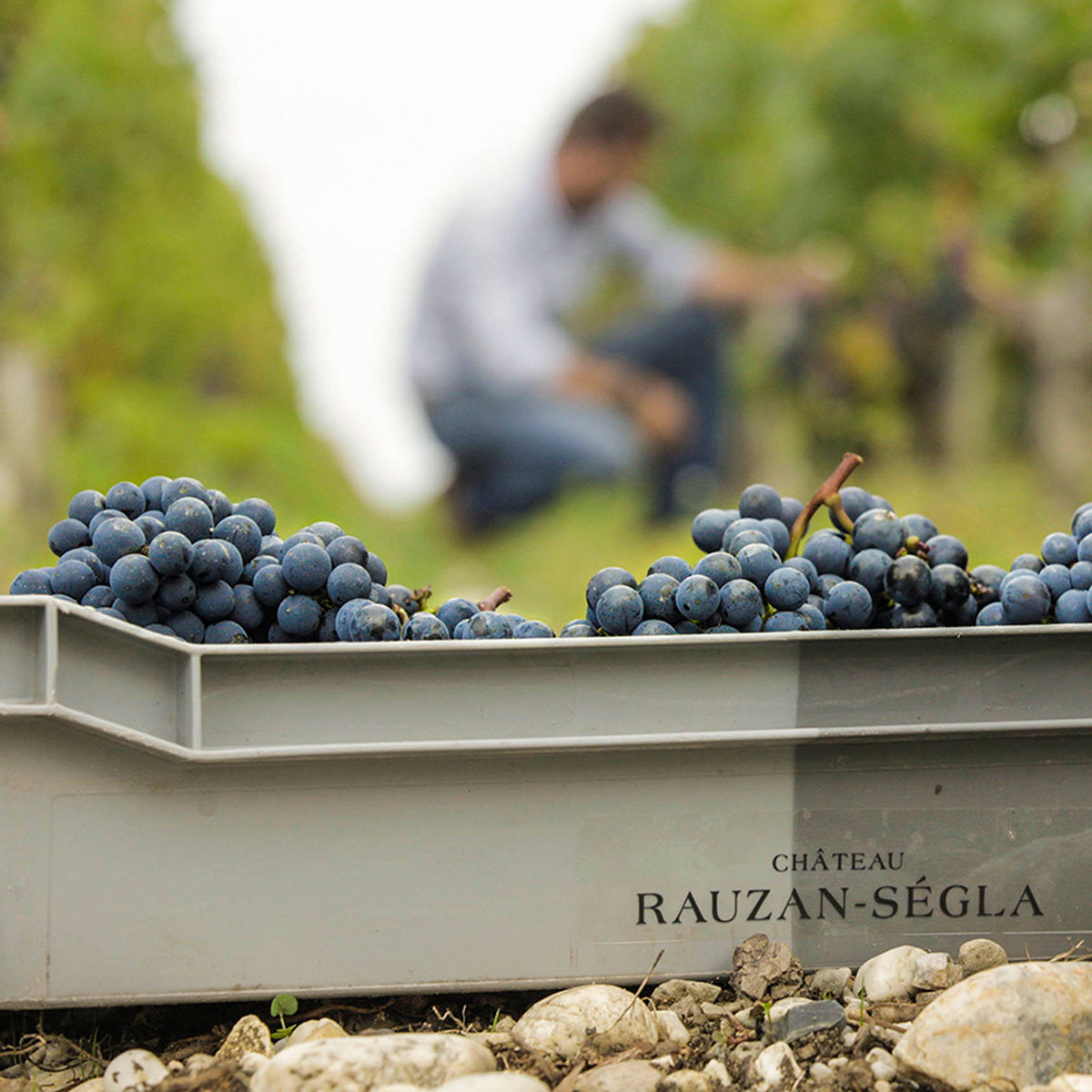 Chateau Rauzan Segla 2eme Cru Classe Margaux 2016 - Kent Street Cellars