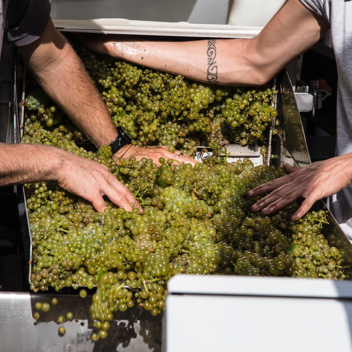 Domaine Francois Raveneau Montee de Tonnerre Premier Cru Chablis 2022