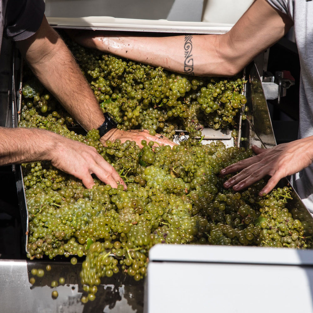 Domaine Francois Raveneau Butteaux Premier Cru Chablis 2022