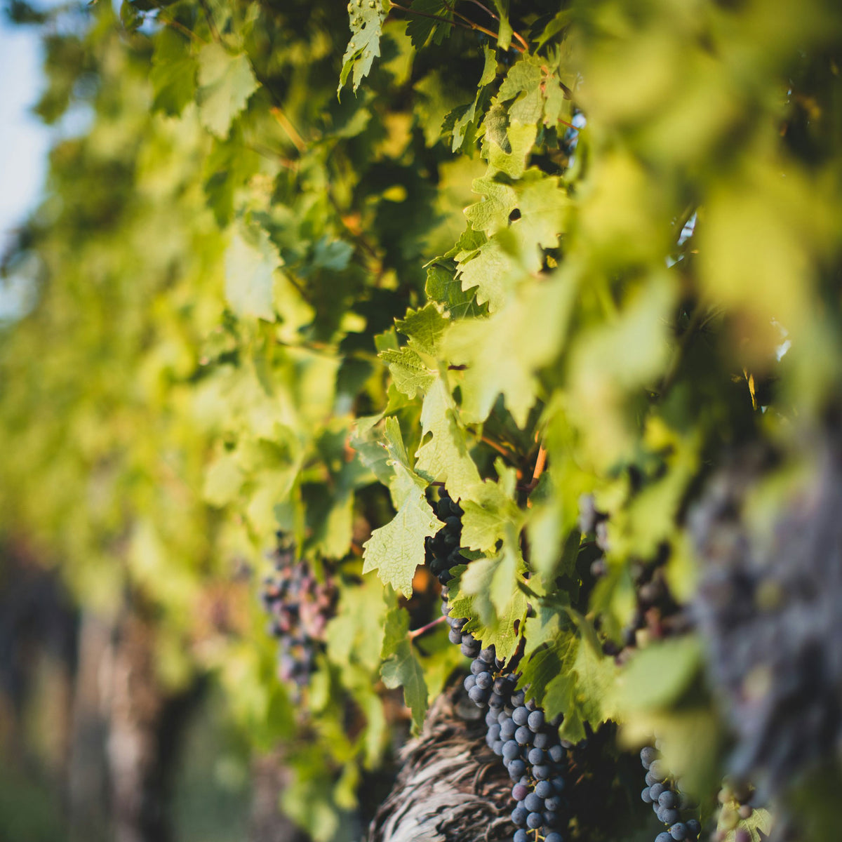 Chatto Intrigue Pinot Noir 2025