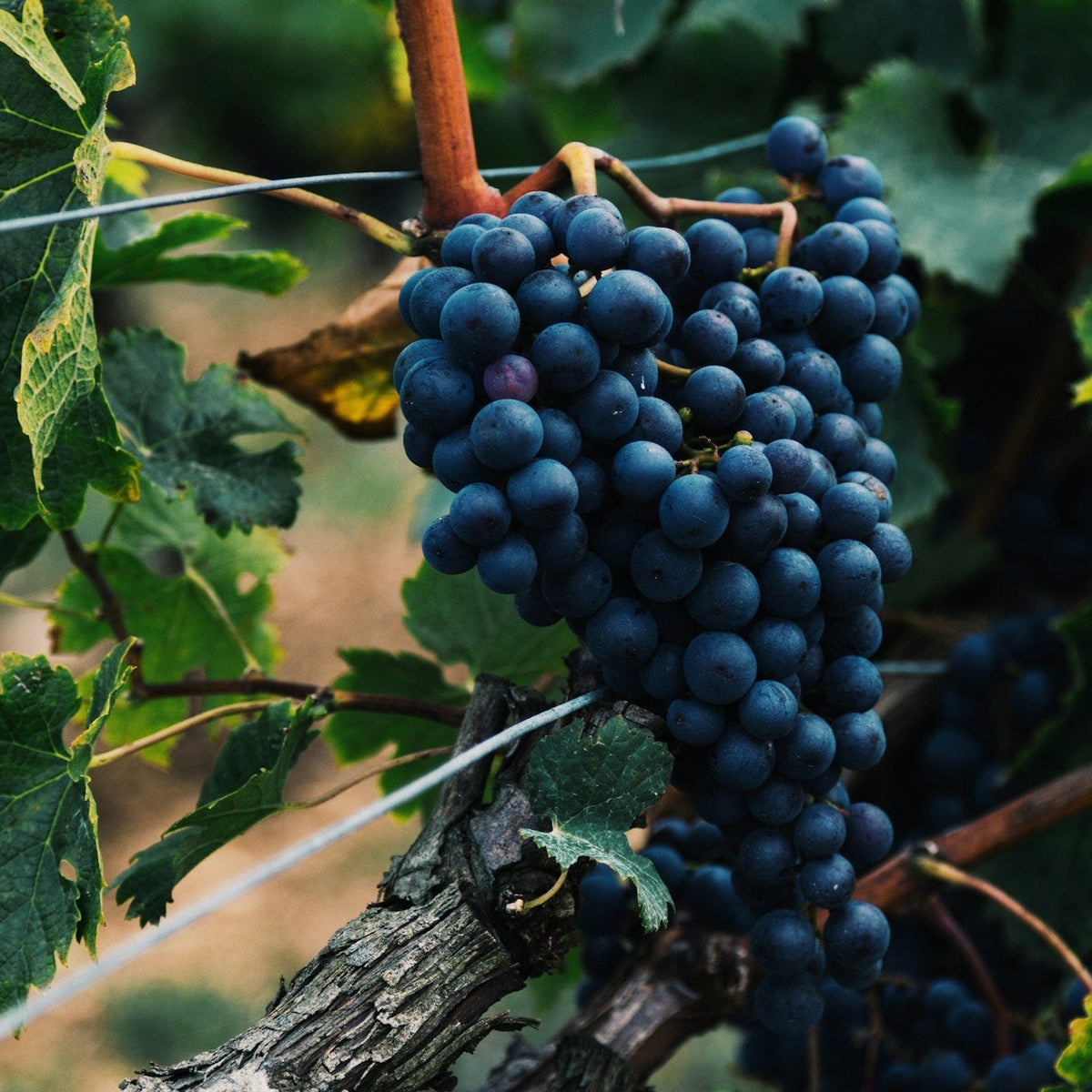 Domaine Edouard Confuron Coteaux Bourguignons 2024