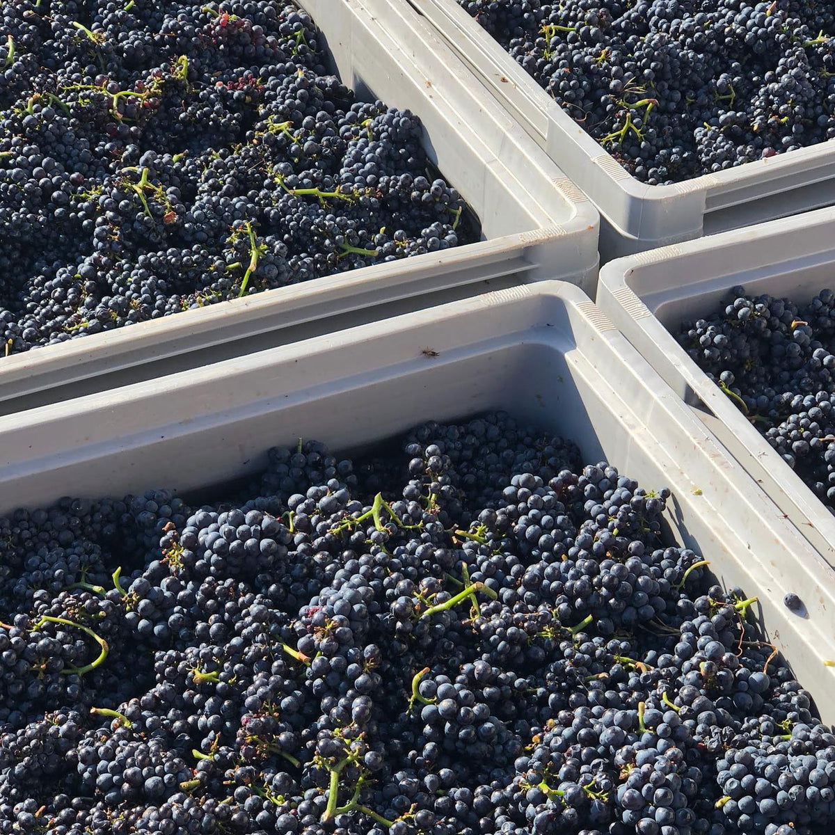 Domaine Lucien Muzard Santenay Rouge Vieilles Vignes 2022 - Kent Street Cellars