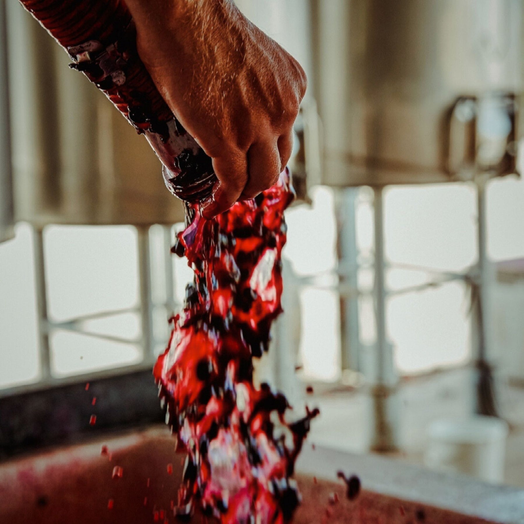 Torbreck Winemaking Pumpover - Kent Street Cellars