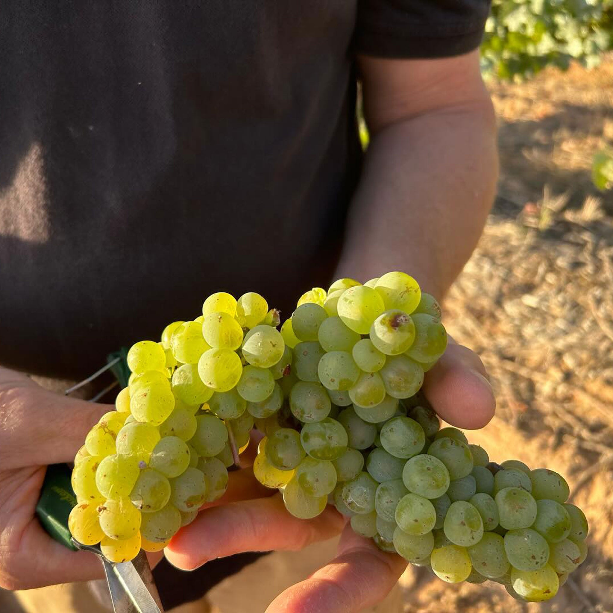 Rieslingfreak No.5 Clare Valley Off-Dry Riesling 2025