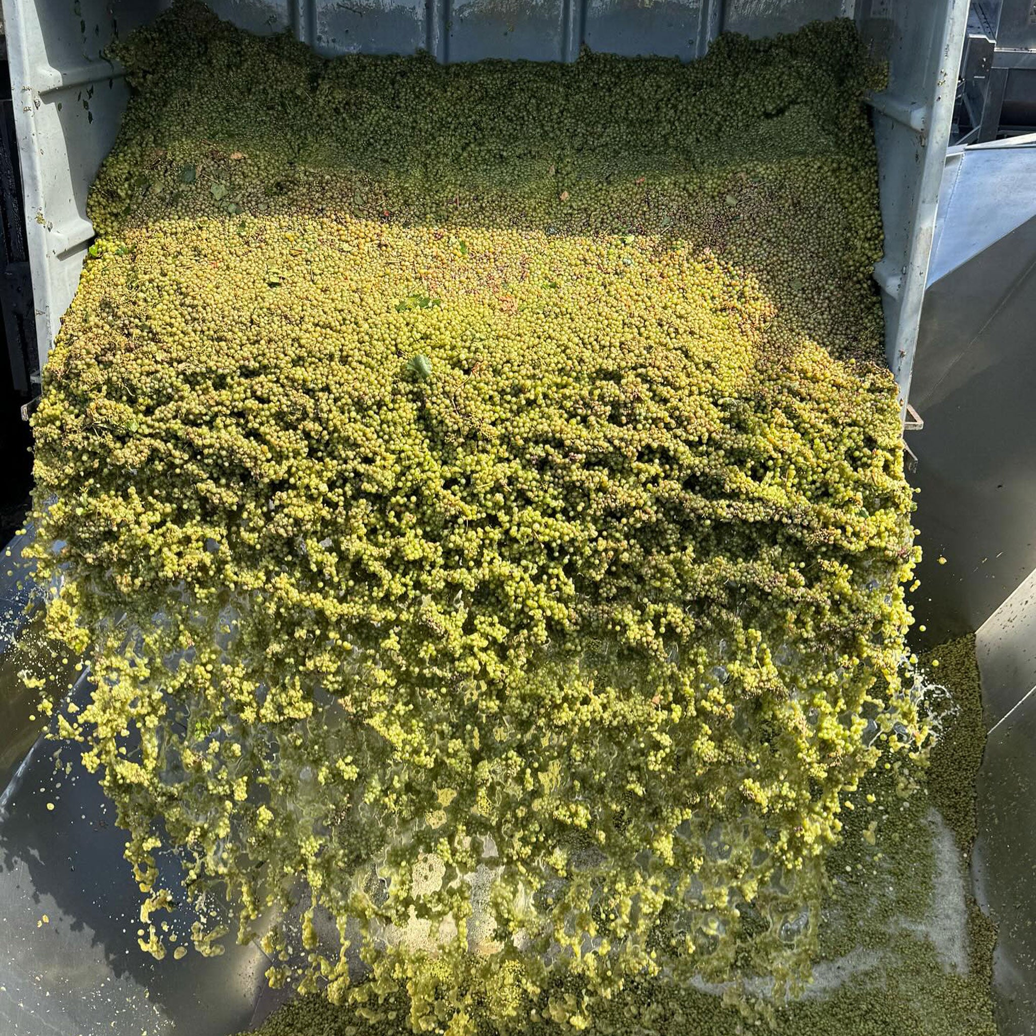 Rieslingfreak No.4 Eden Valley Riesling 2025