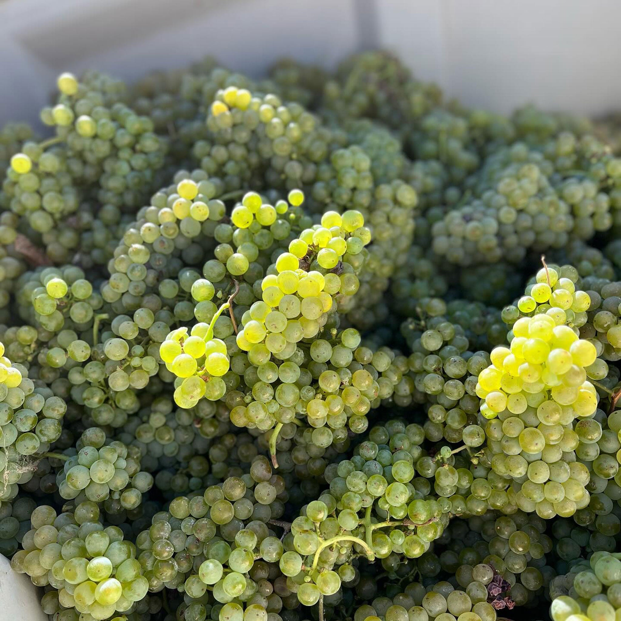 Rieslingfreak No.4 Eden Valley Riesling 2025