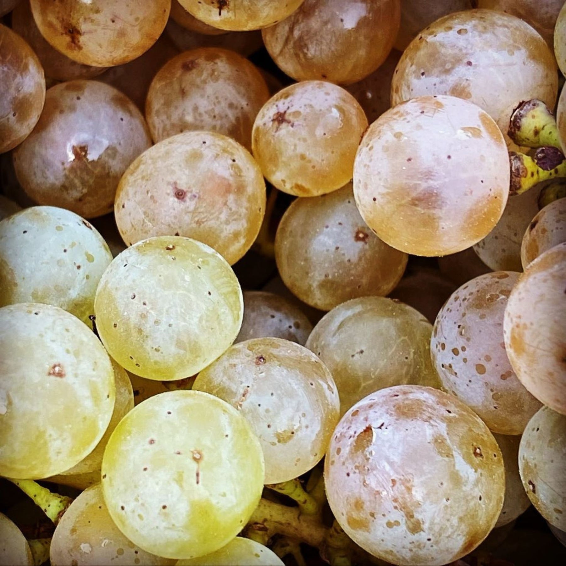 2022s are here. Llovers of this domain rejoice. Can expect mesmerisingly, dense and iridescent dry Rieslings. - Kent Street Cellars