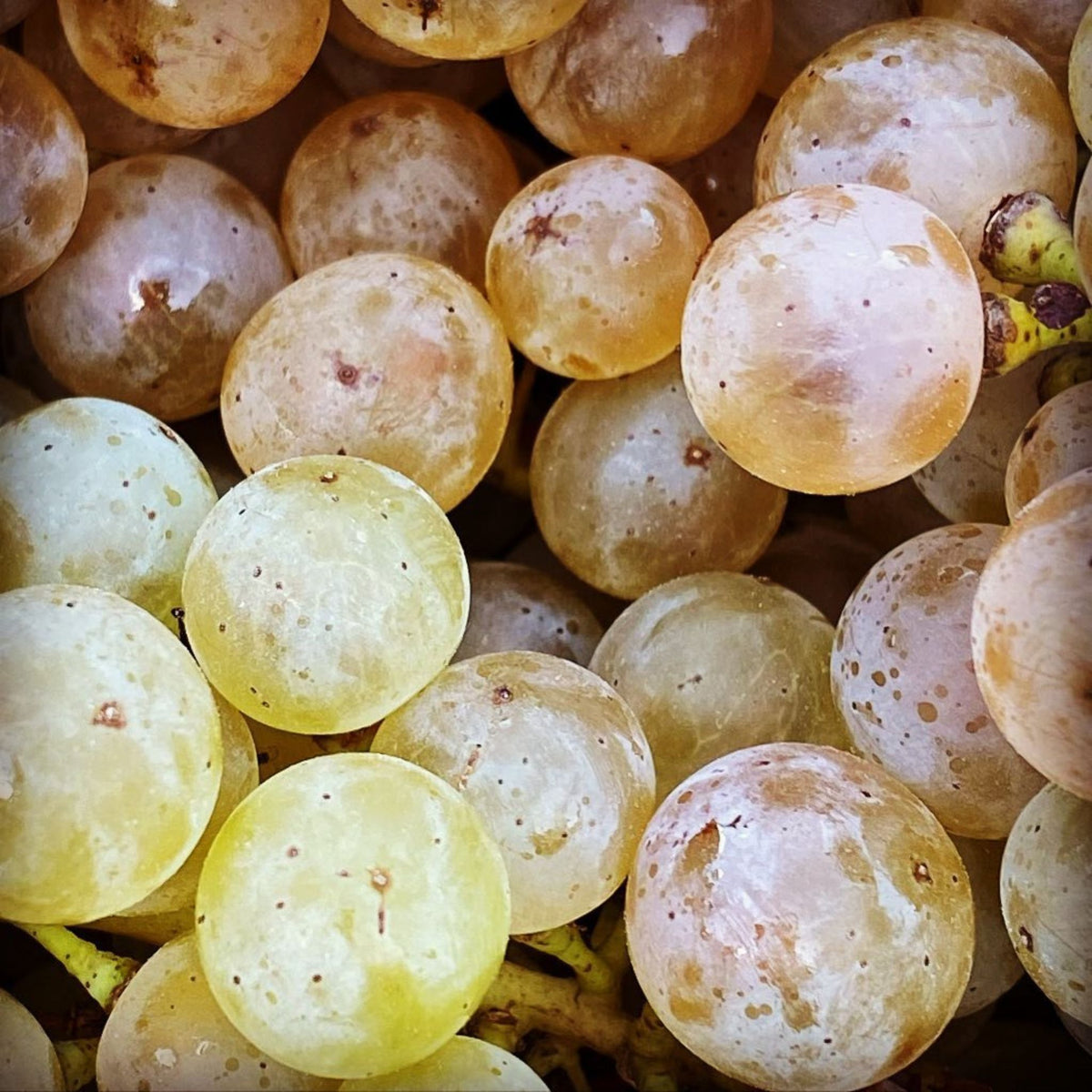 The Grand Cru Schlossberg Riesling itself comes from three of the family’s highest parcels at the top of the hill. - Kent Street Cellars