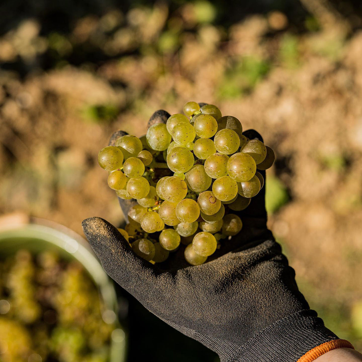 Robert Weil Monte Vacano Riesling Trocken 2021 - Kent Street Cellars