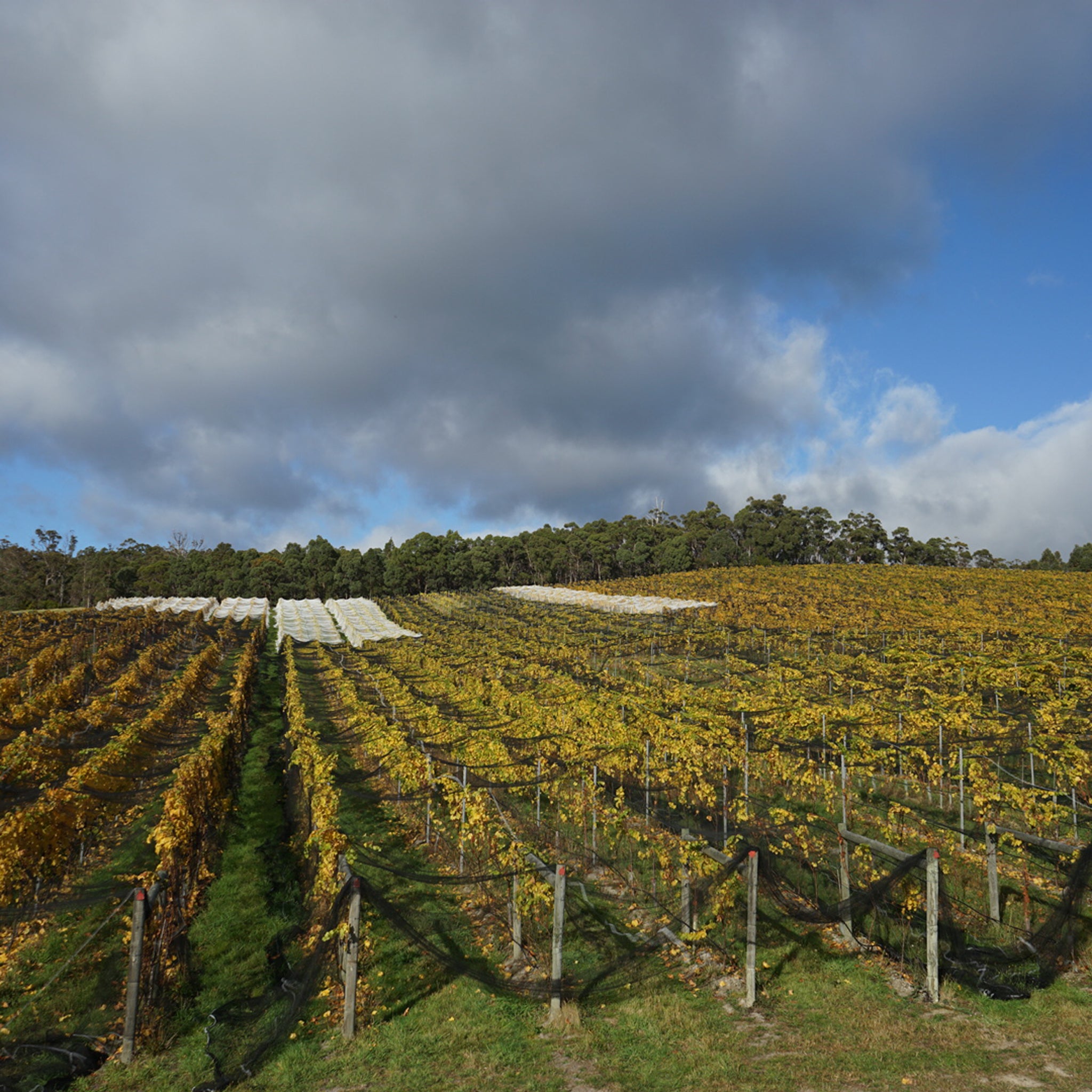 Sailor Seeks Horse Chardonnay 2024