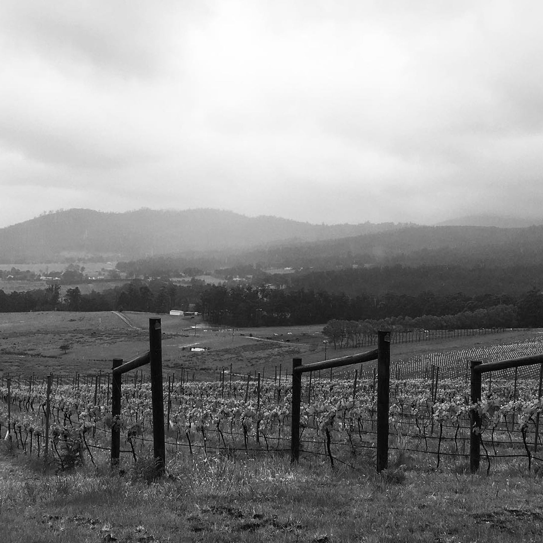 Sailor Seeks Horse Pinot Noir 2023
