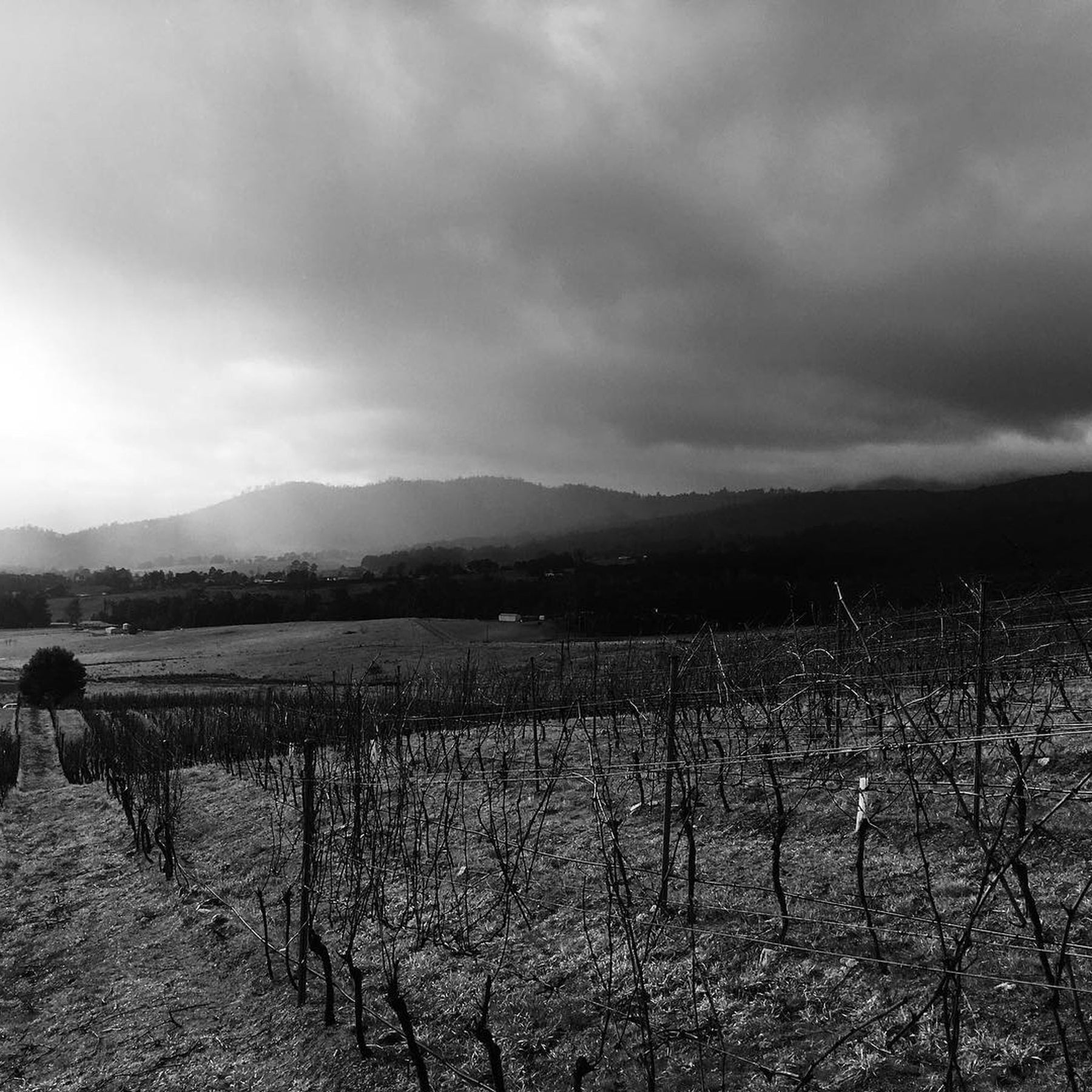 Sailor Seeks Horse Small Wonder Pinot Noir 2023