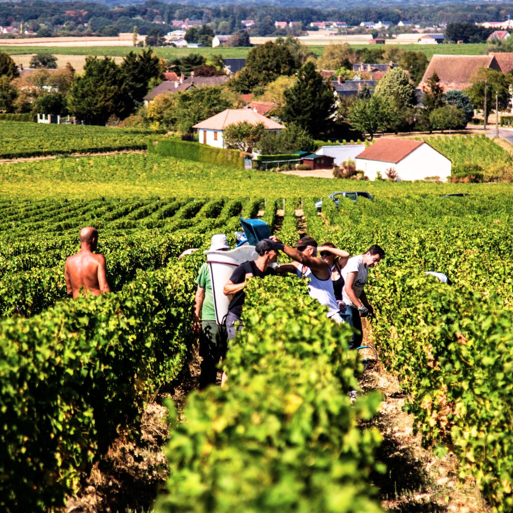 Dagueneau Vineyard - Kent Street Cellars