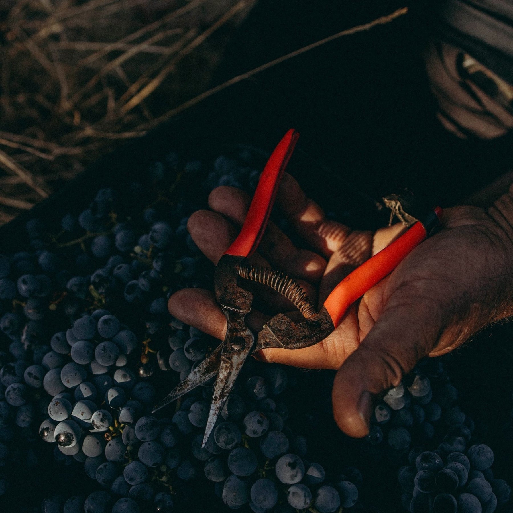 Pierro Fire Gully Shiraz 2022 - Kent Street Cellars