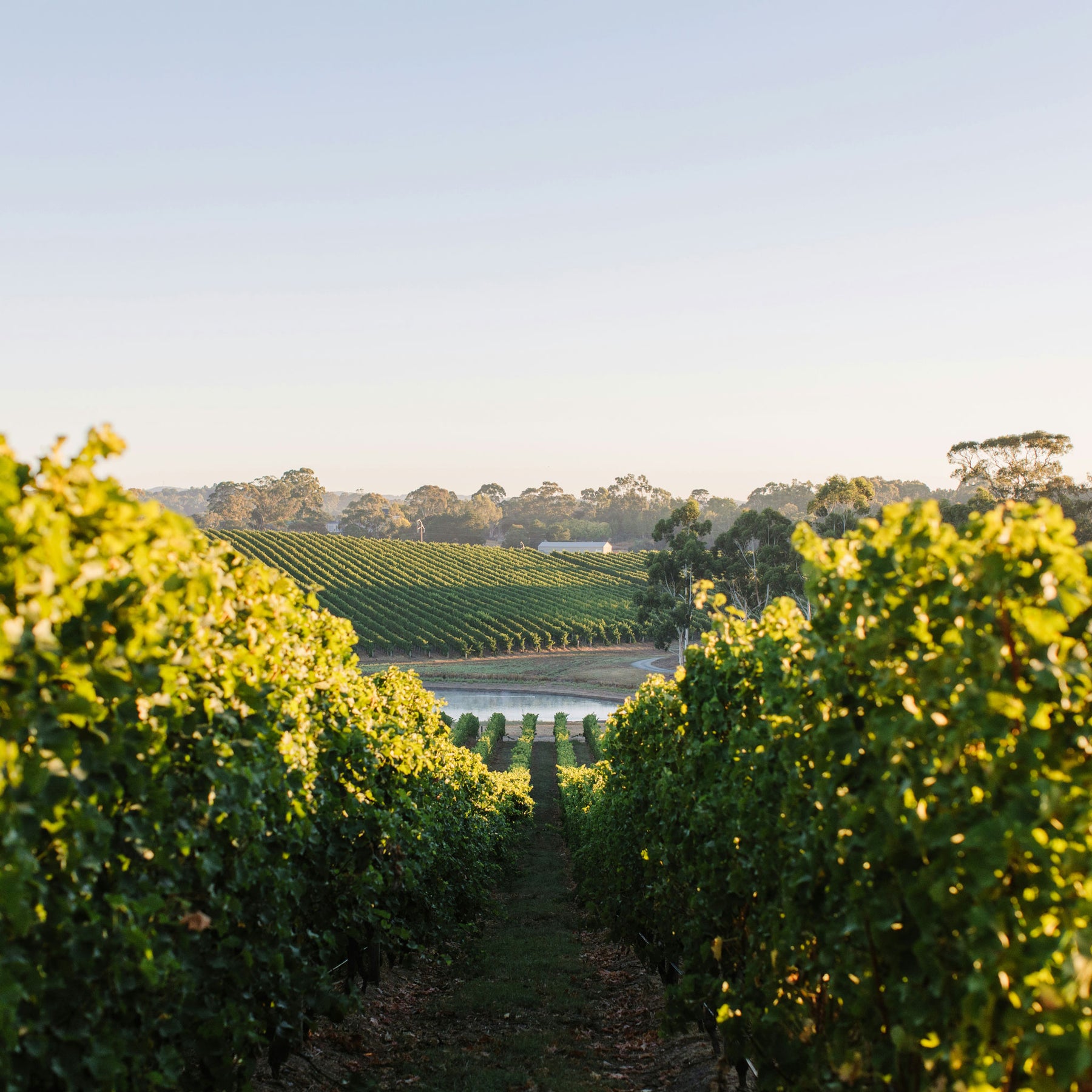 Shaw + Smith Shiraz 2023