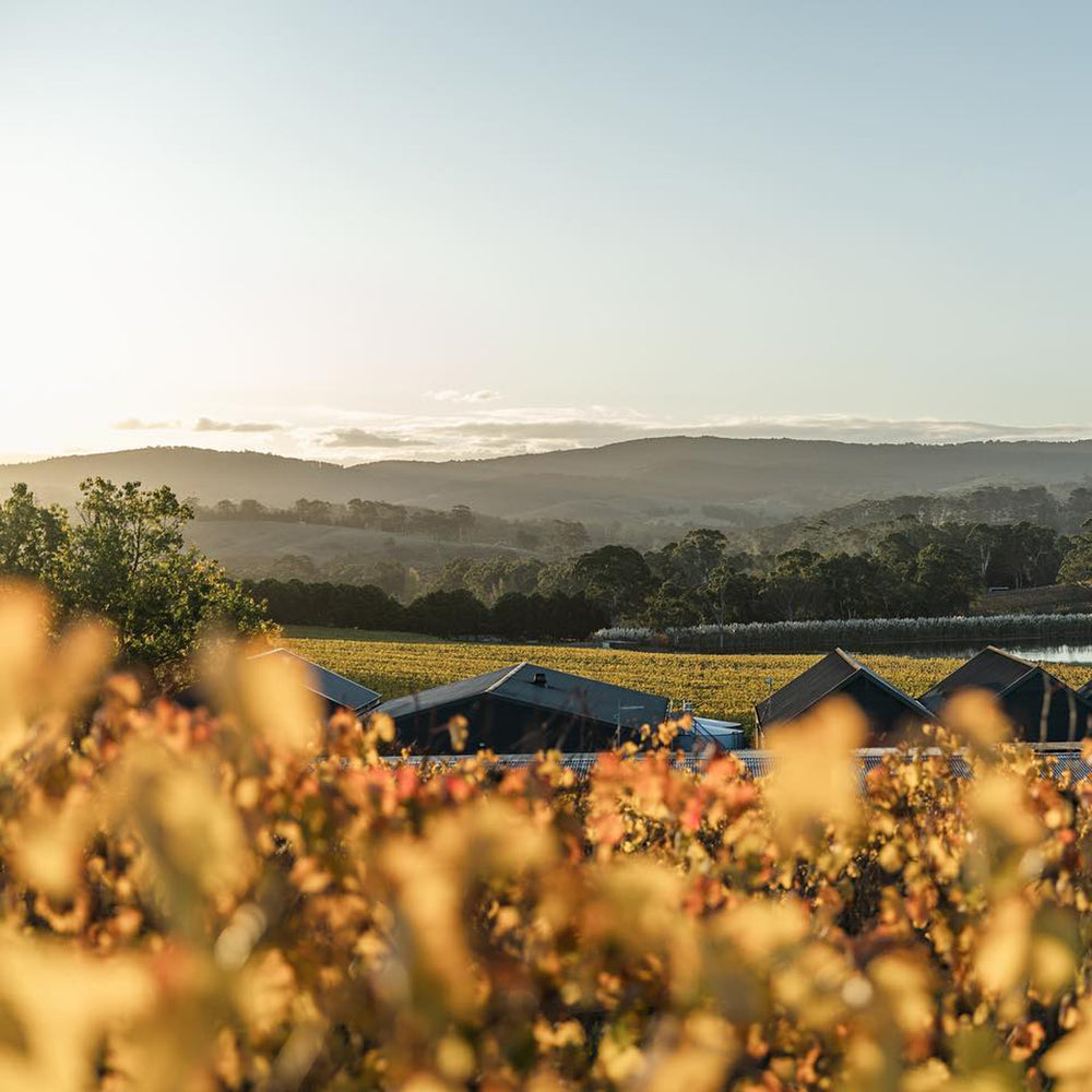 Shaw + Smith Sauvignon Blanc 2024