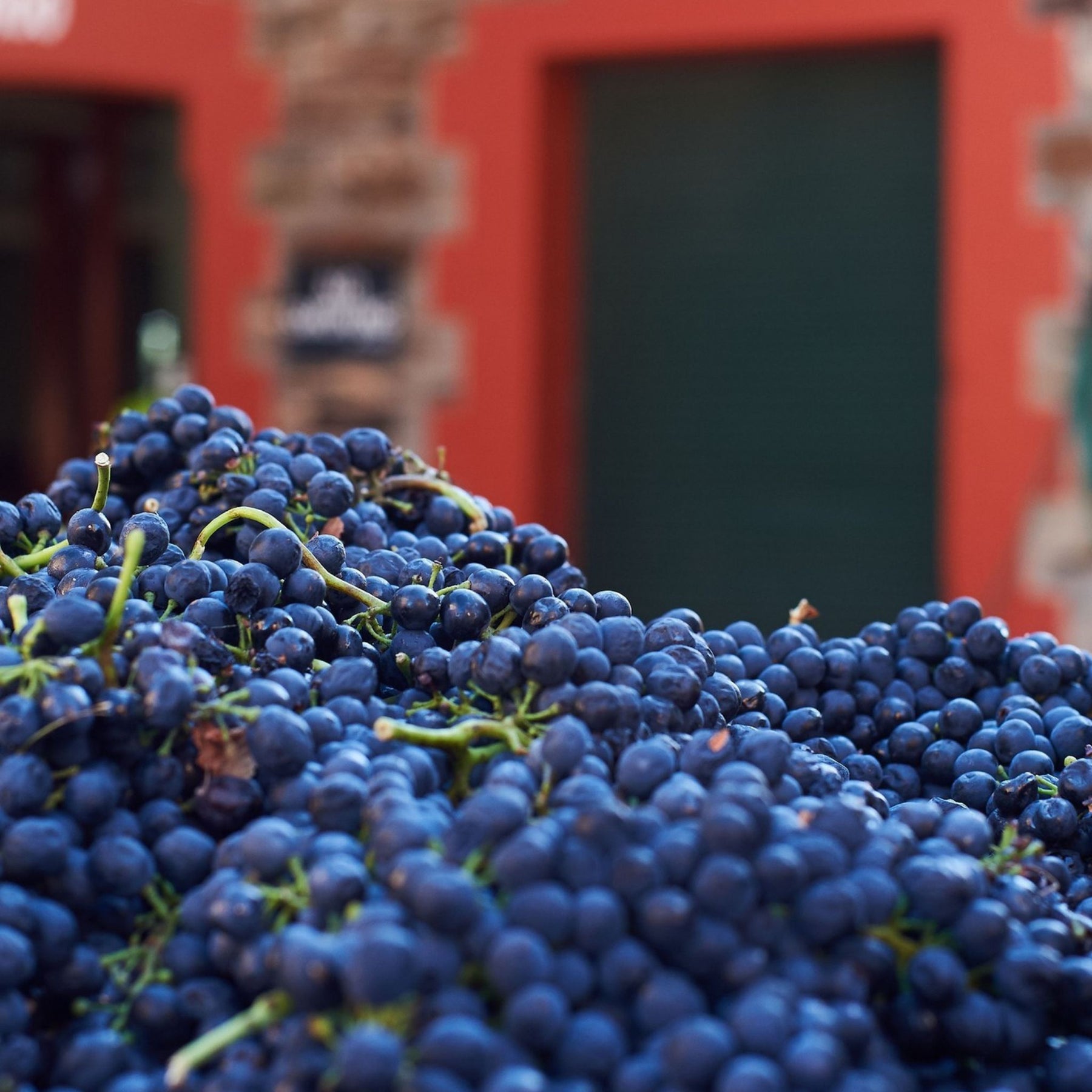 Penfolds Grapes - Kent Street Cellars