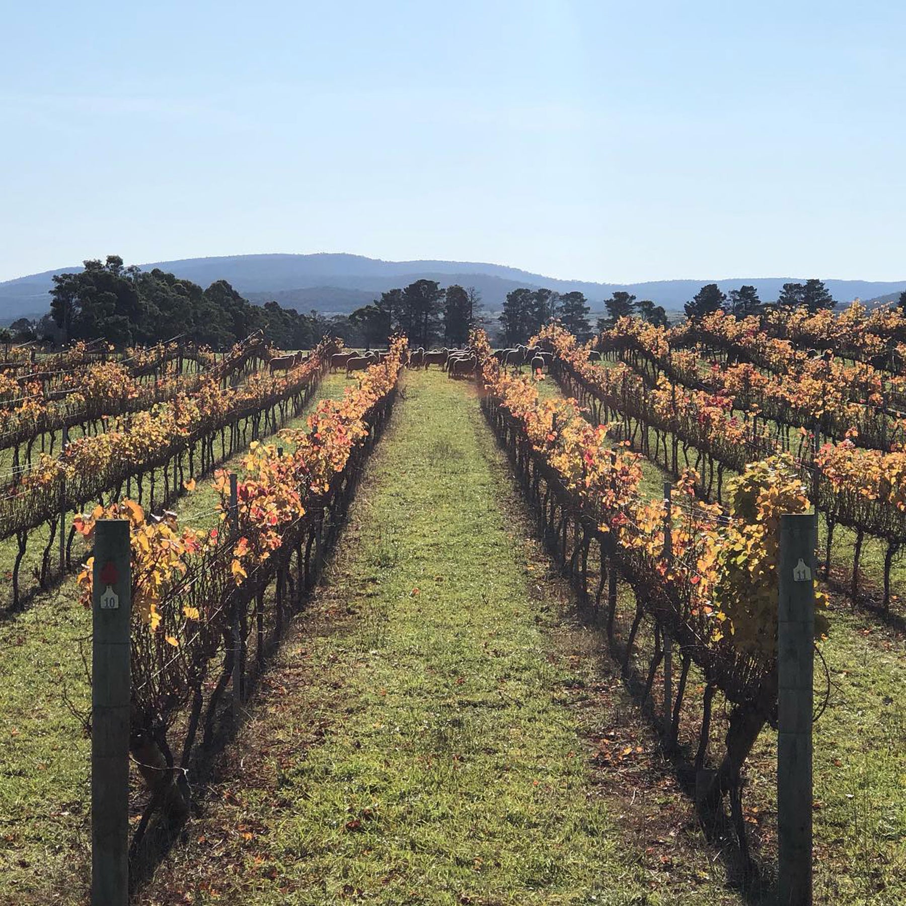 Spring Vale Melrose Pinot Noir 2024 - Kent Street Cellars