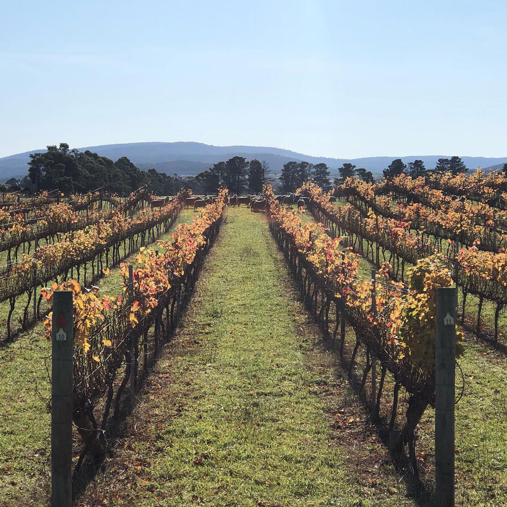 Spring Vale Melrose Pinot Noir 2024 - Kent Street Cellars