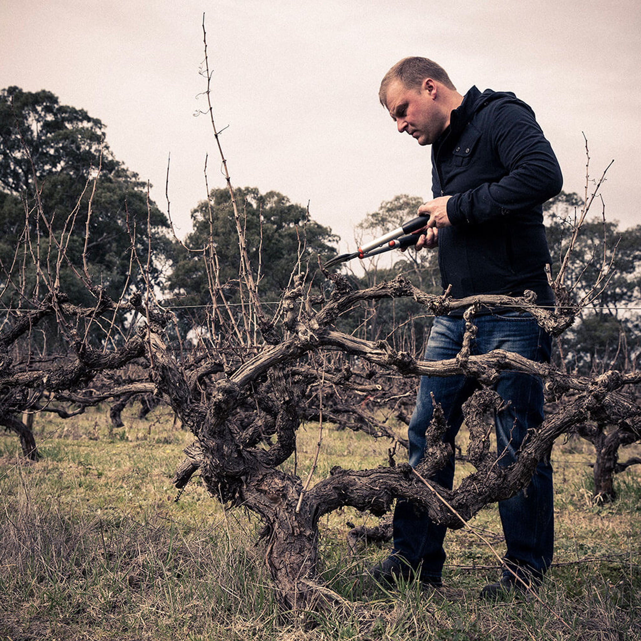 The Standish Lamella Shiraz 2017