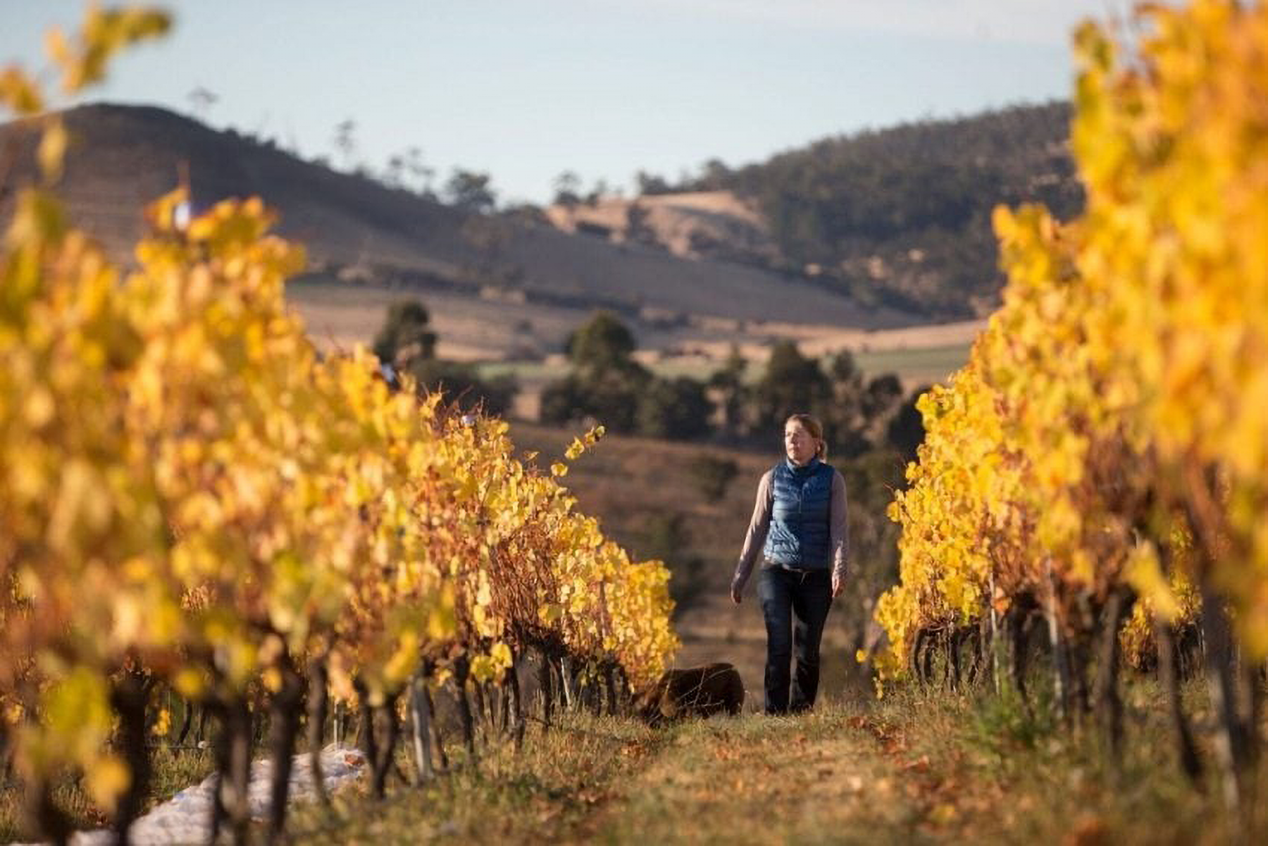 Stargazer Pinot Noir 2022