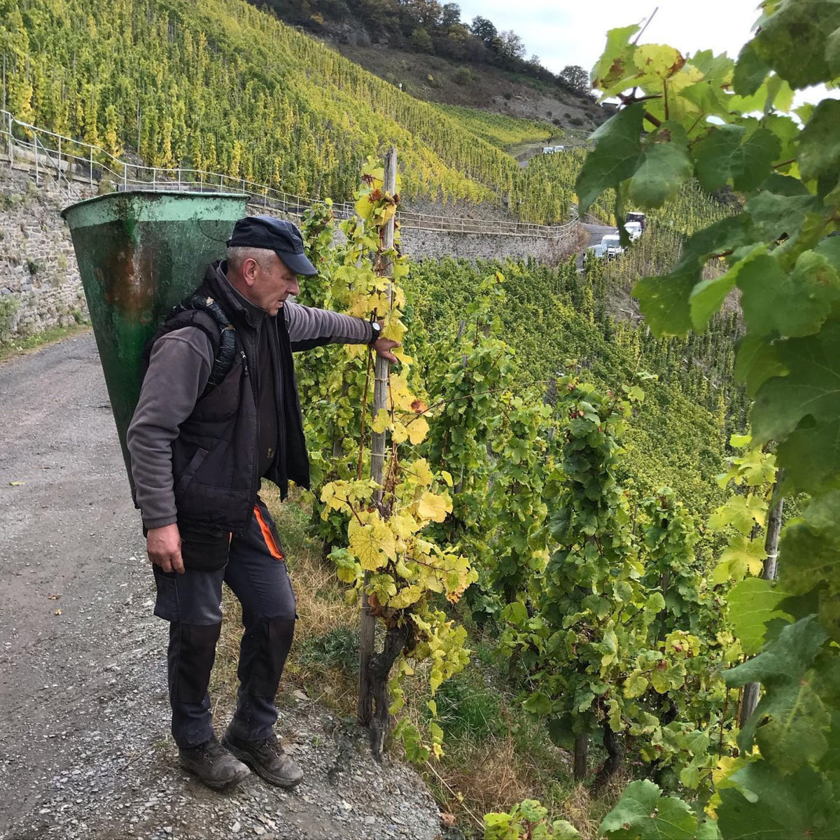 Mosel Vines - Kent Street Cellars