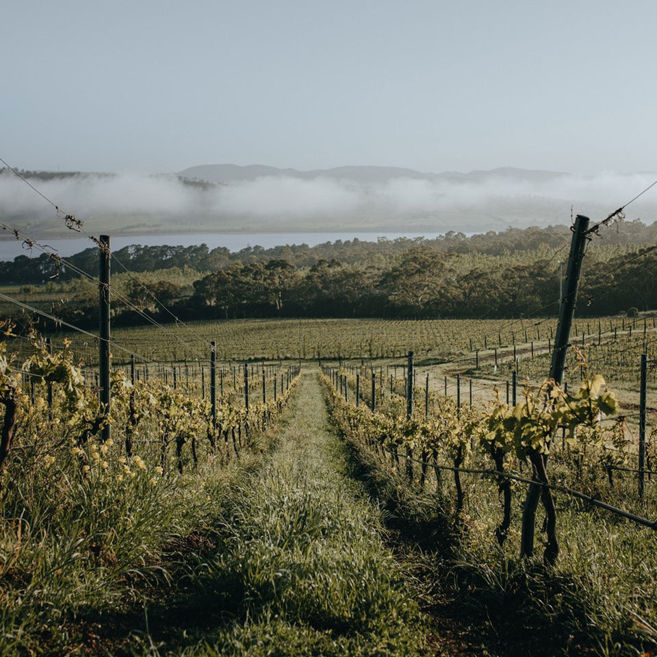The Vineyard brand story