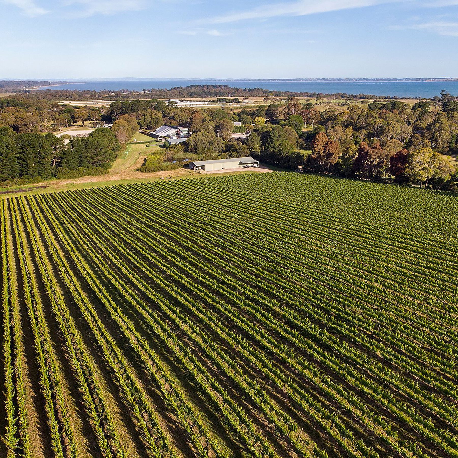 Stonier Chardonnay 2024