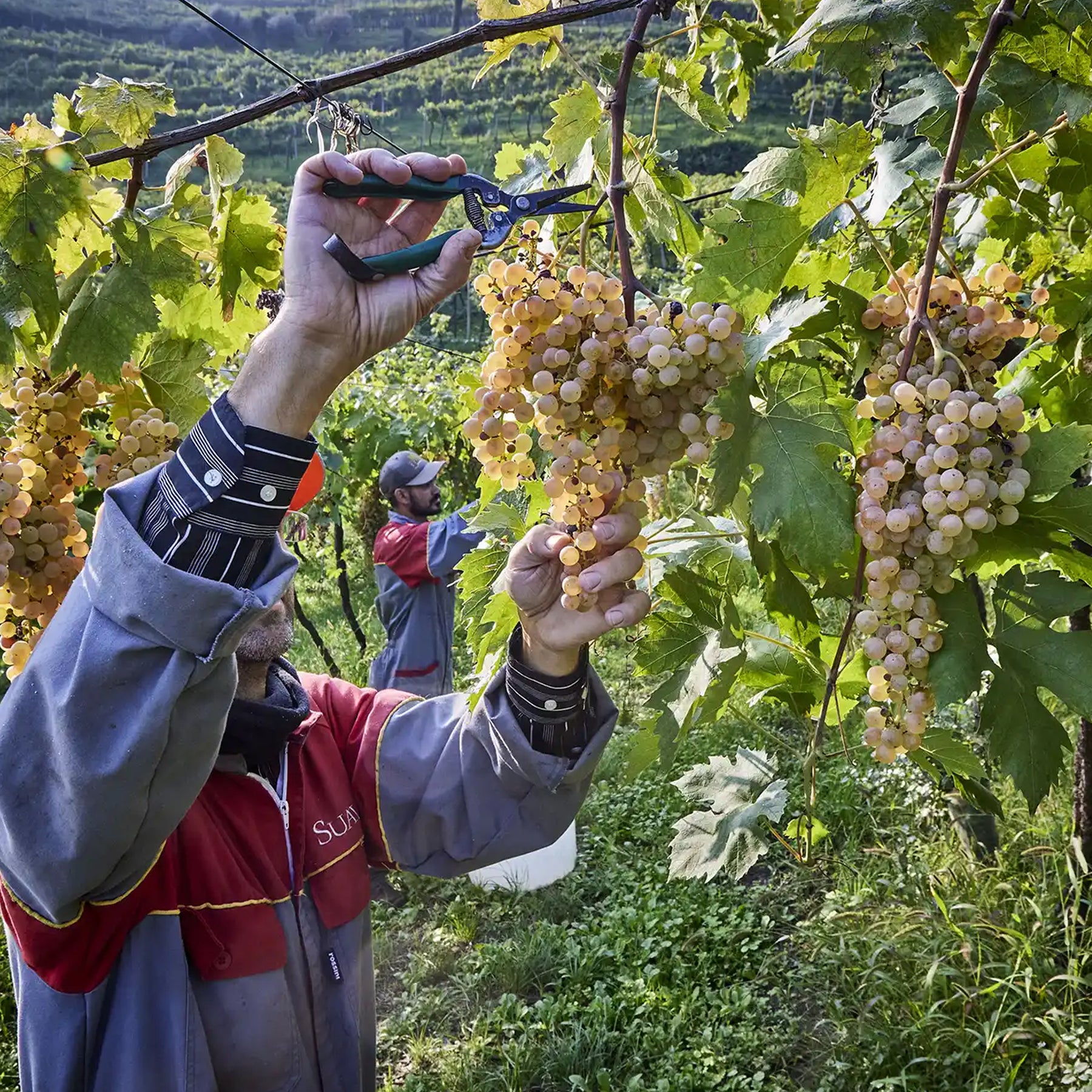 Suavia Soave Classico 2023