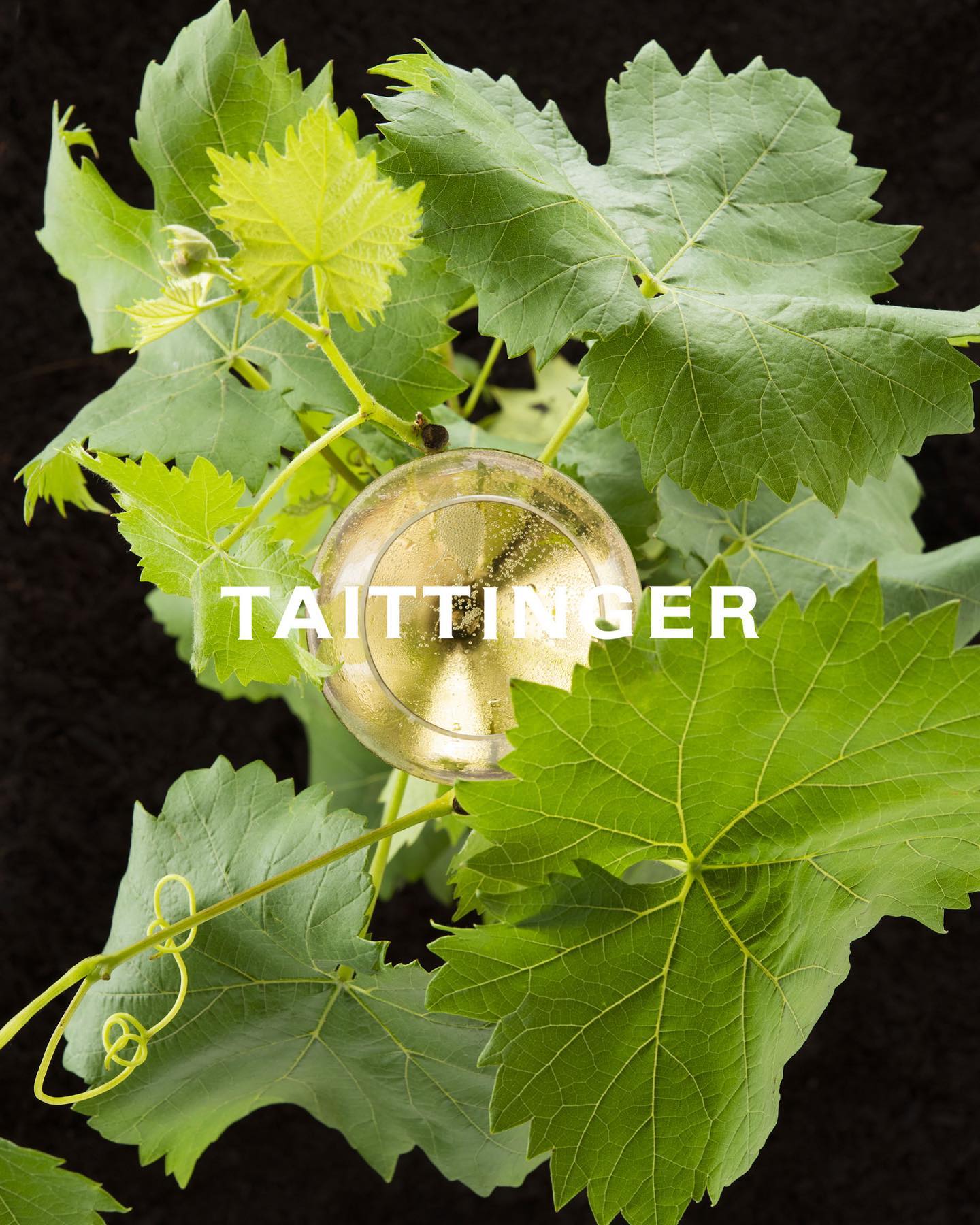 The Vineyard | Champagne Taittinger