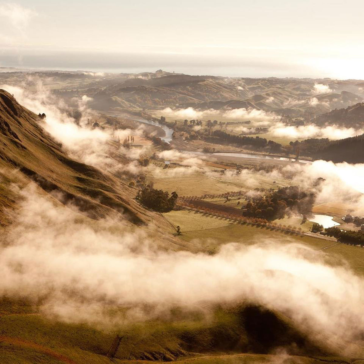 Te Mata Alma Pinot Noir 2021