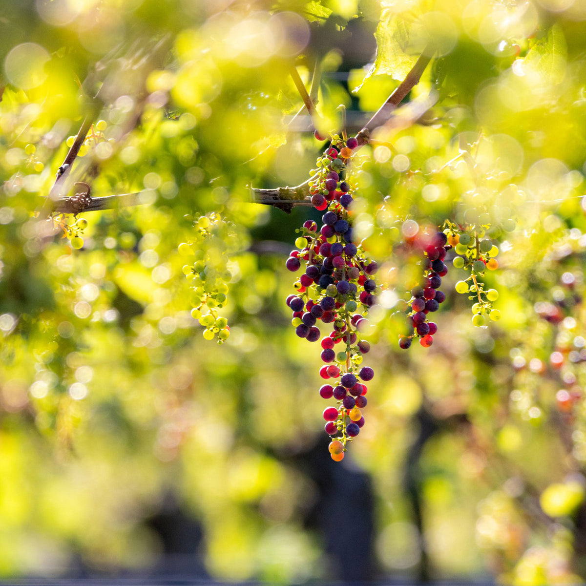 Te Mata Alma Pinot Noir 2021