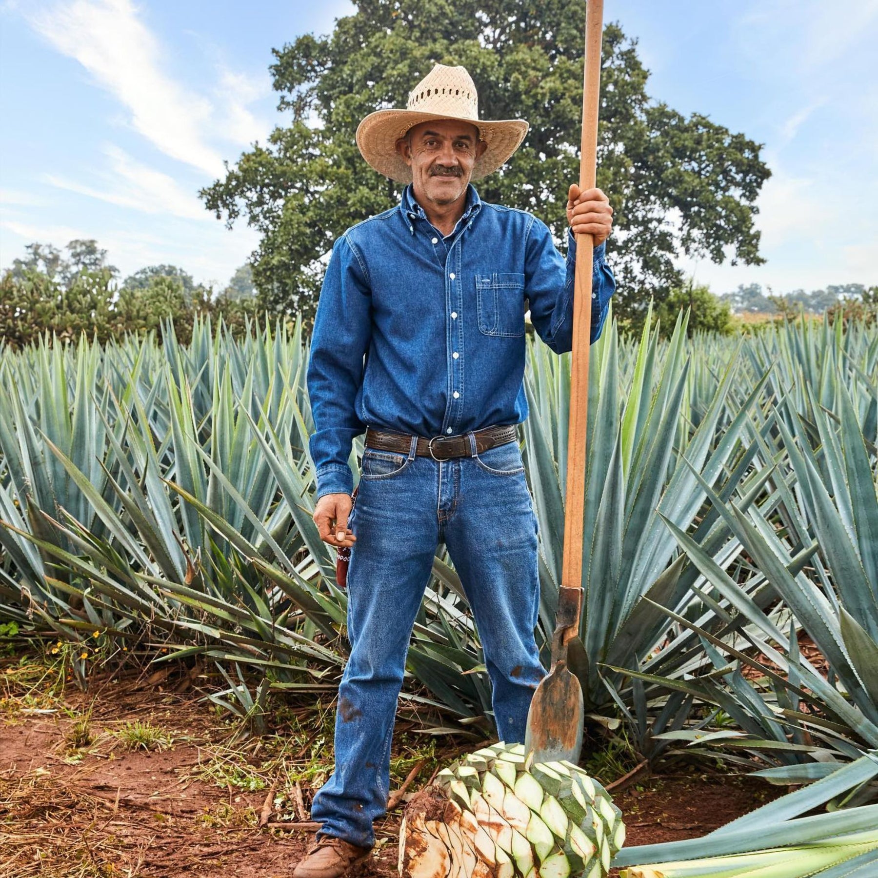 Harvesting Agave - Kent Street Cellars