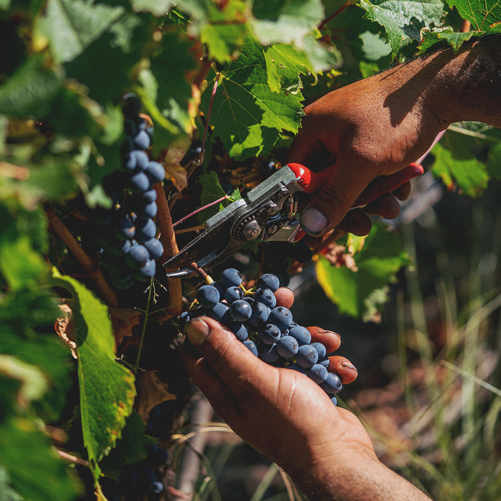 Terrazas Reserva Malbec 2022