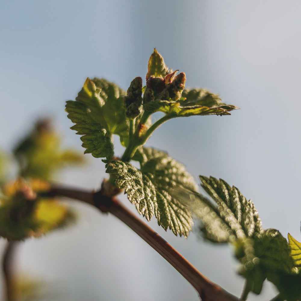 Terrazas Reserva Malbec 2022