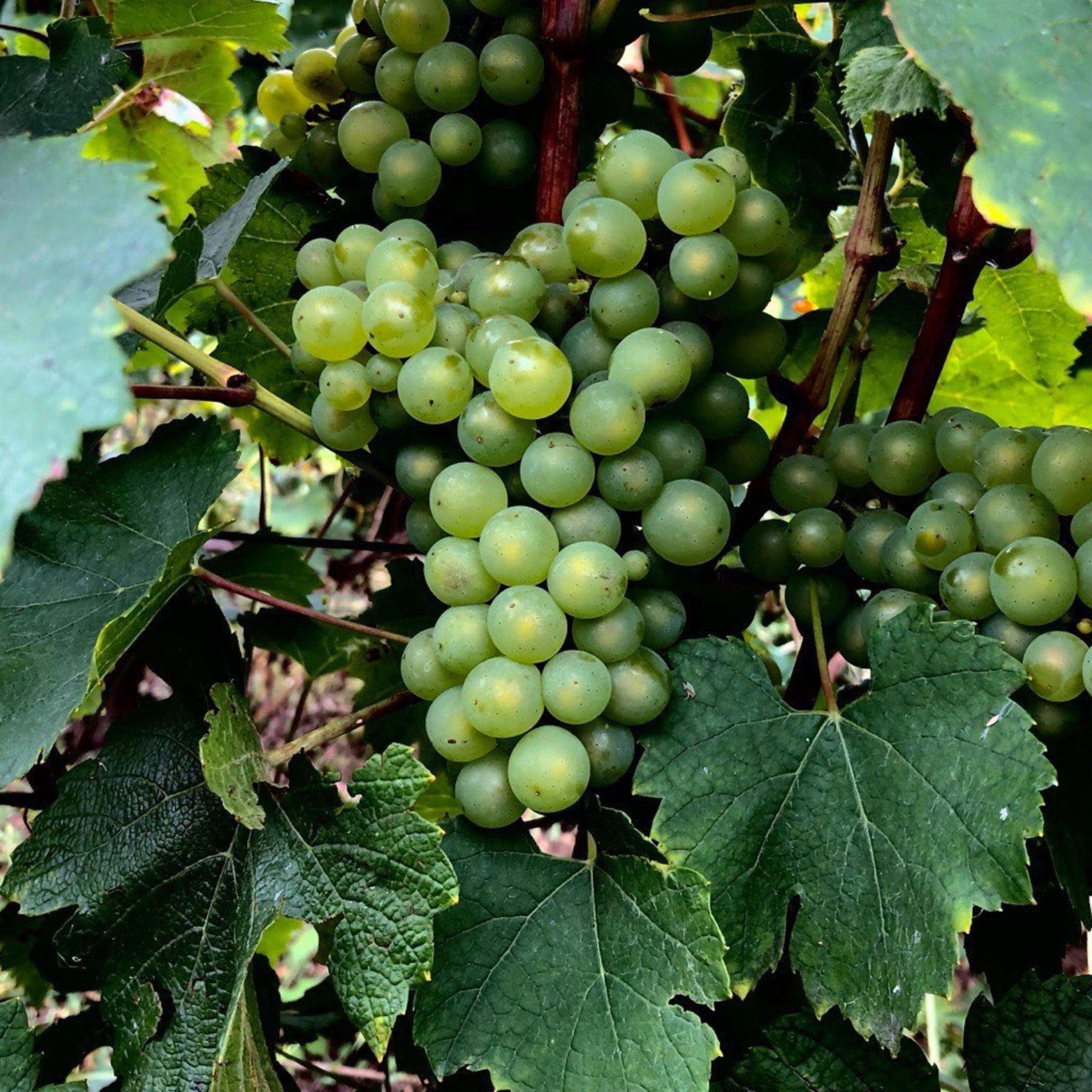 aison Henriot is transitioning to organic farming, using natural products and promoting biodiversity in the vineyard. According to Alice Tetienne, protecting the vines and encouraging biodiversity are essential in responding to climate change. - Kent Street Cellars