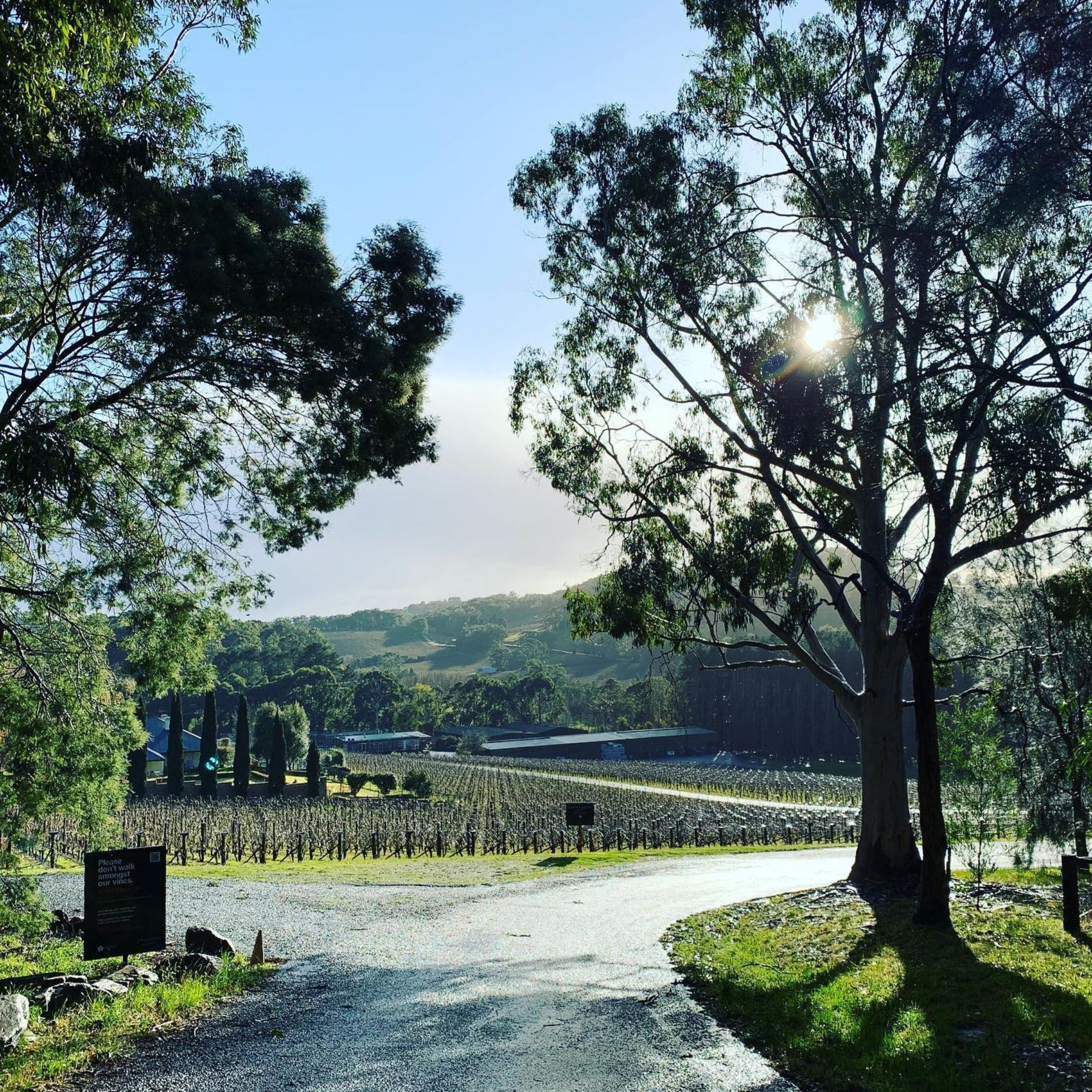 Tapanappa Tiers Vineyard Chardonnay 2019