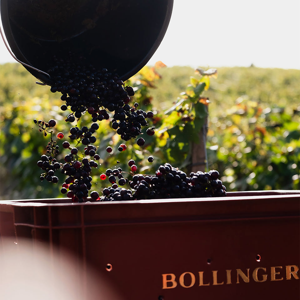 The Vineyard brand story