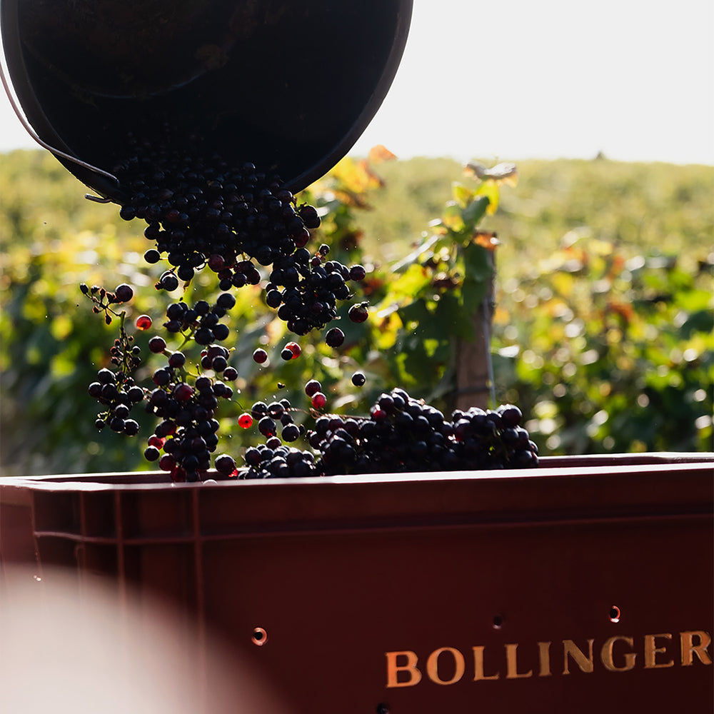 Bollinger has built its vineyards at the heart of the finest crus in Champagne. 180 hectares of vines are made up of 85% Grand and Premier crus and are farmed by our teams of growers across 7 separate vineyards: Aÿ, Avenay, Tauxières, Louvois and Verzenay for Pinot Noir; the Montagne de Reims, Cuis for Chardonnay; and the Côte des Blancs and Champvoisy for Meunier. - Kent Street Cellars